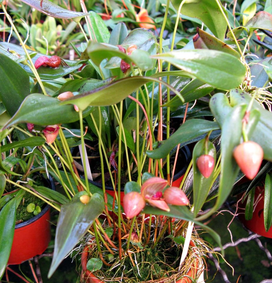 Pleurothallis palliolata