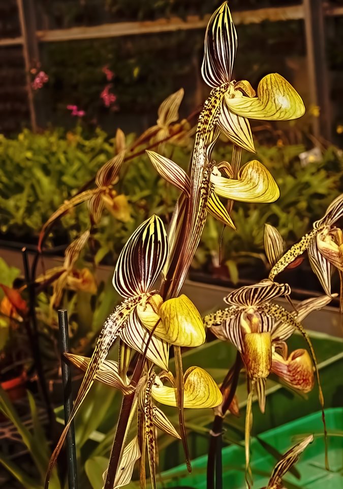 Paphiopedilum St. Swithin