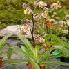 Paphiopedilum St. Swithin