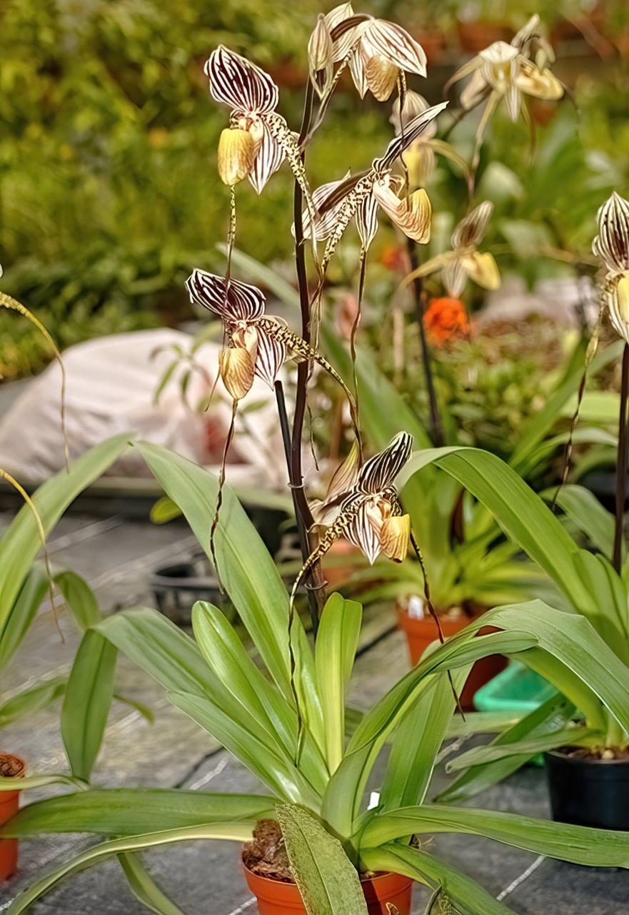 Paphiopedilum St. Swithin