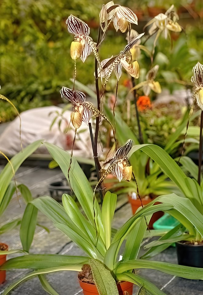Paphiopedilum St. Swithin