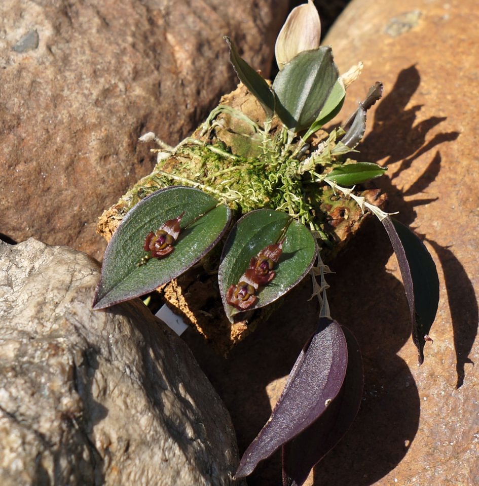 Lepanthes gorgoyla