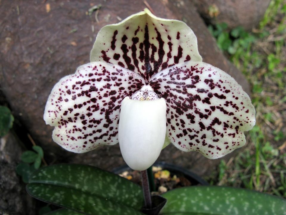 Paphiopedilum leucochilum