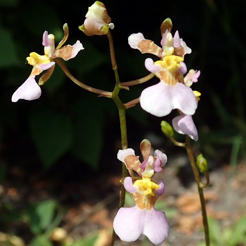 Tolumnia hawkensoniana