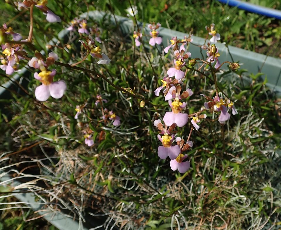 Tolumnia hawkensoniana