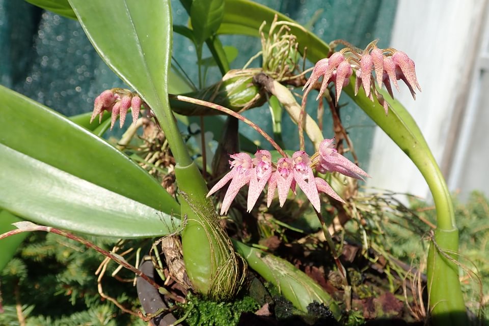 Bulbophyllum longiflorum