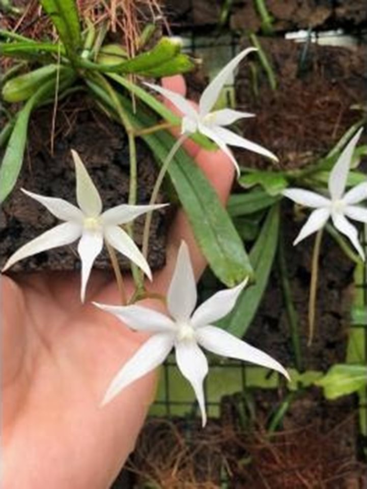 Aerangis kirkii