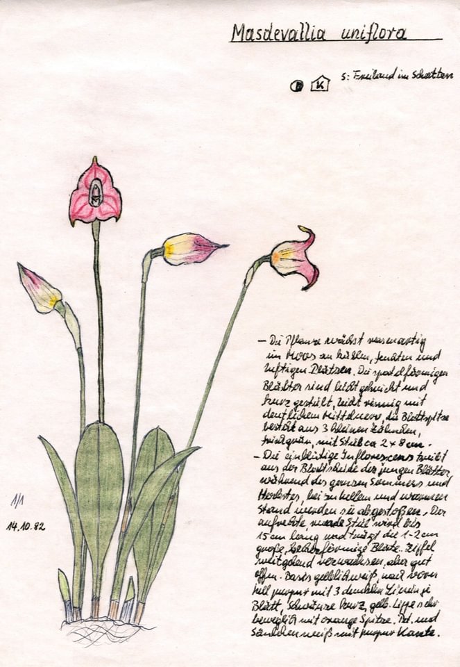 Masdevallia uniflora