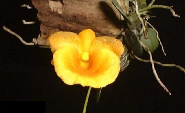 Dendrobium jenkinsii