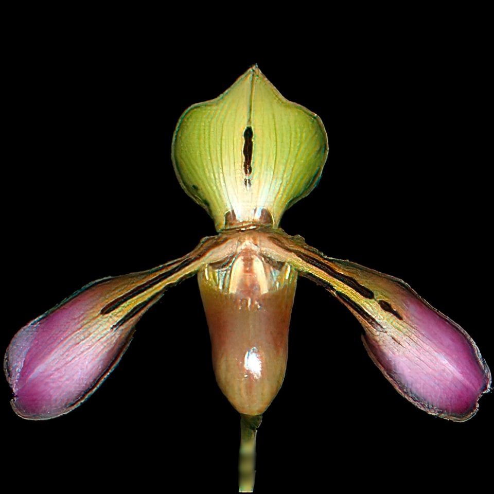 Paphiopedilum tigrinum