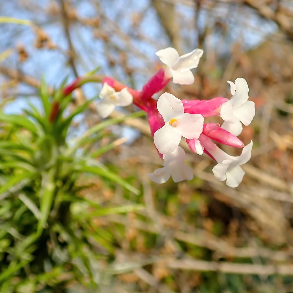 Tillandsia araujei