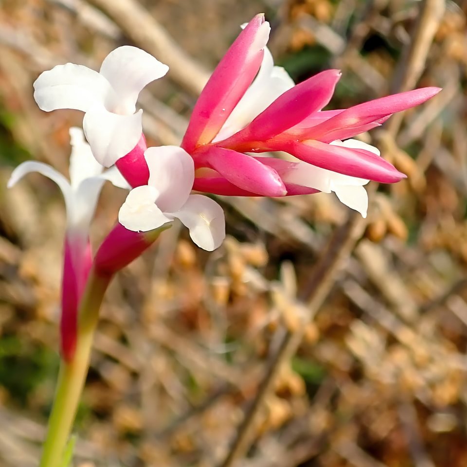 Tillandsia araujei
