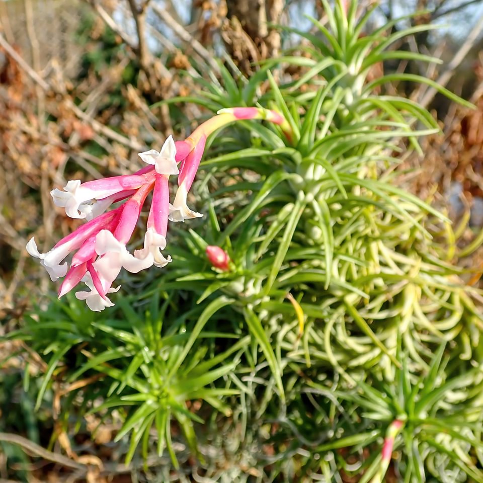 Tillandsia araujei