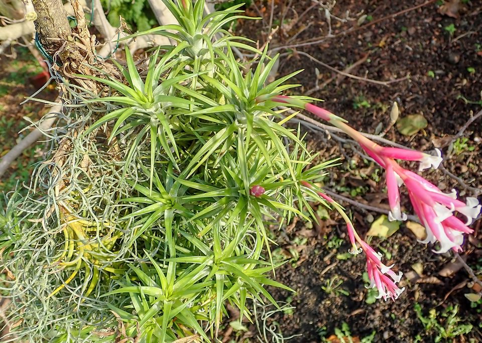 Tillandsia araujei