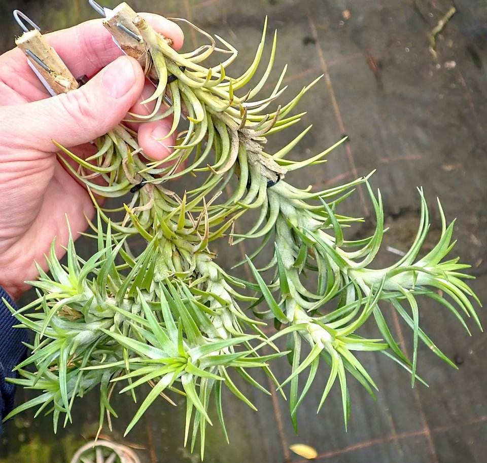 Tillandsia araujei