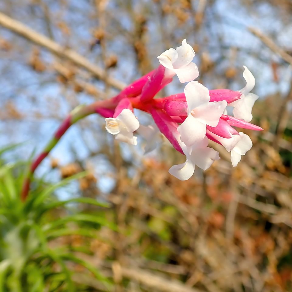 Tillandsia araujei