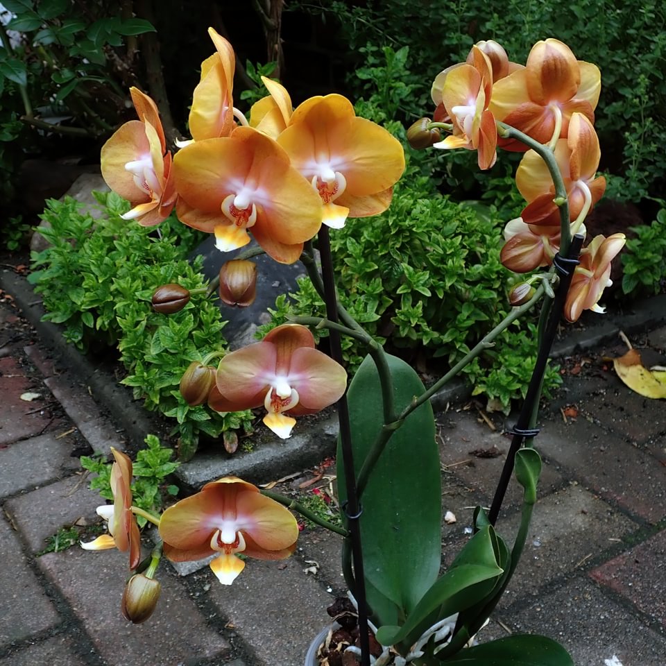 Phalaenopsis Las Vegas