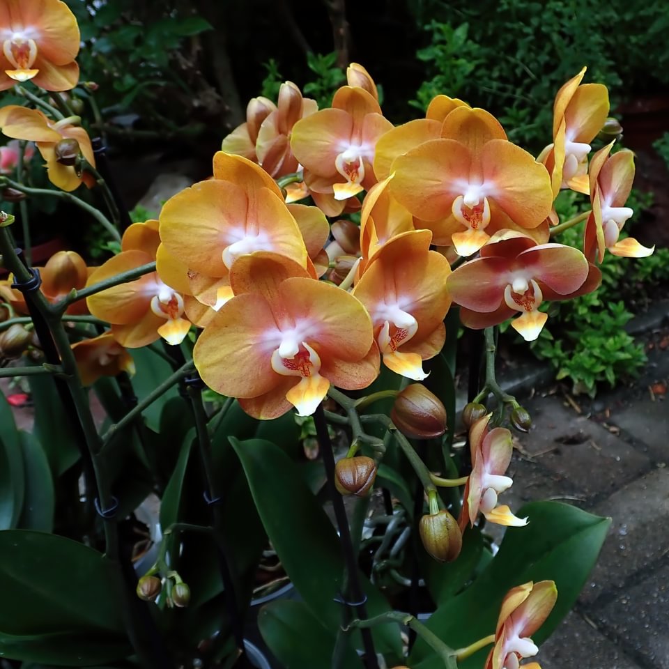 Phalaenopsis Las Vegas