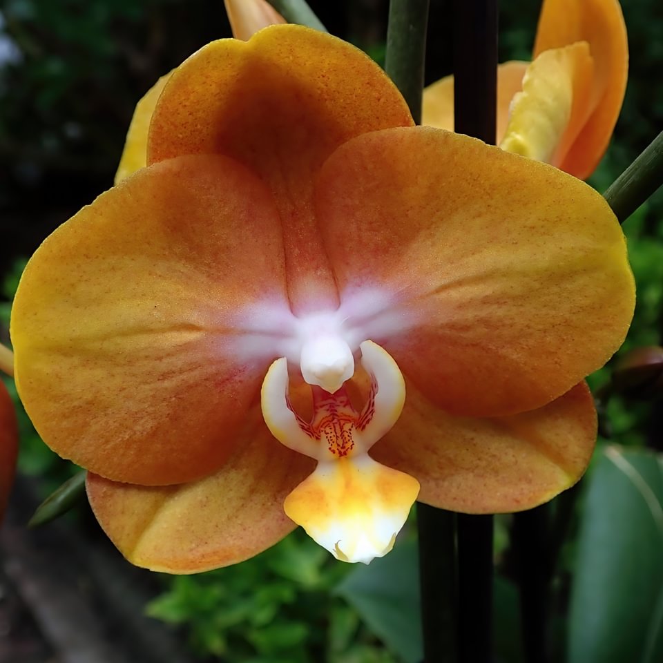 Phalaenopsis Las Vegas