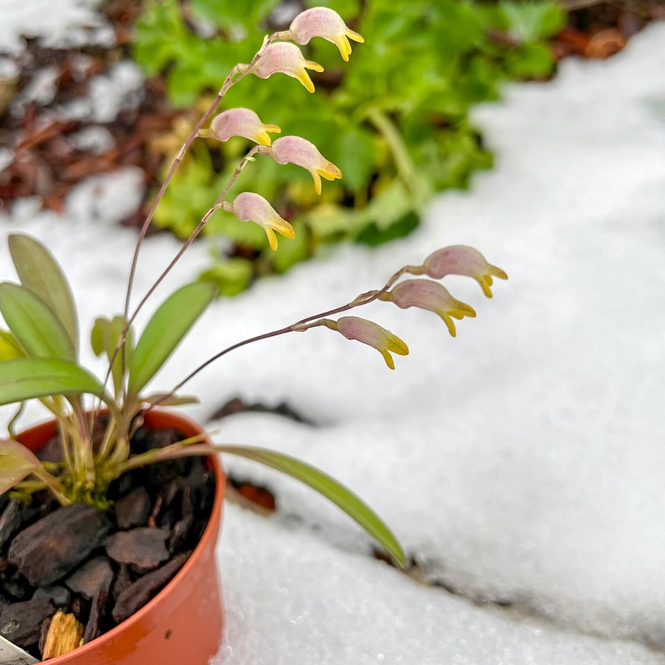 Masdevallia delphina
