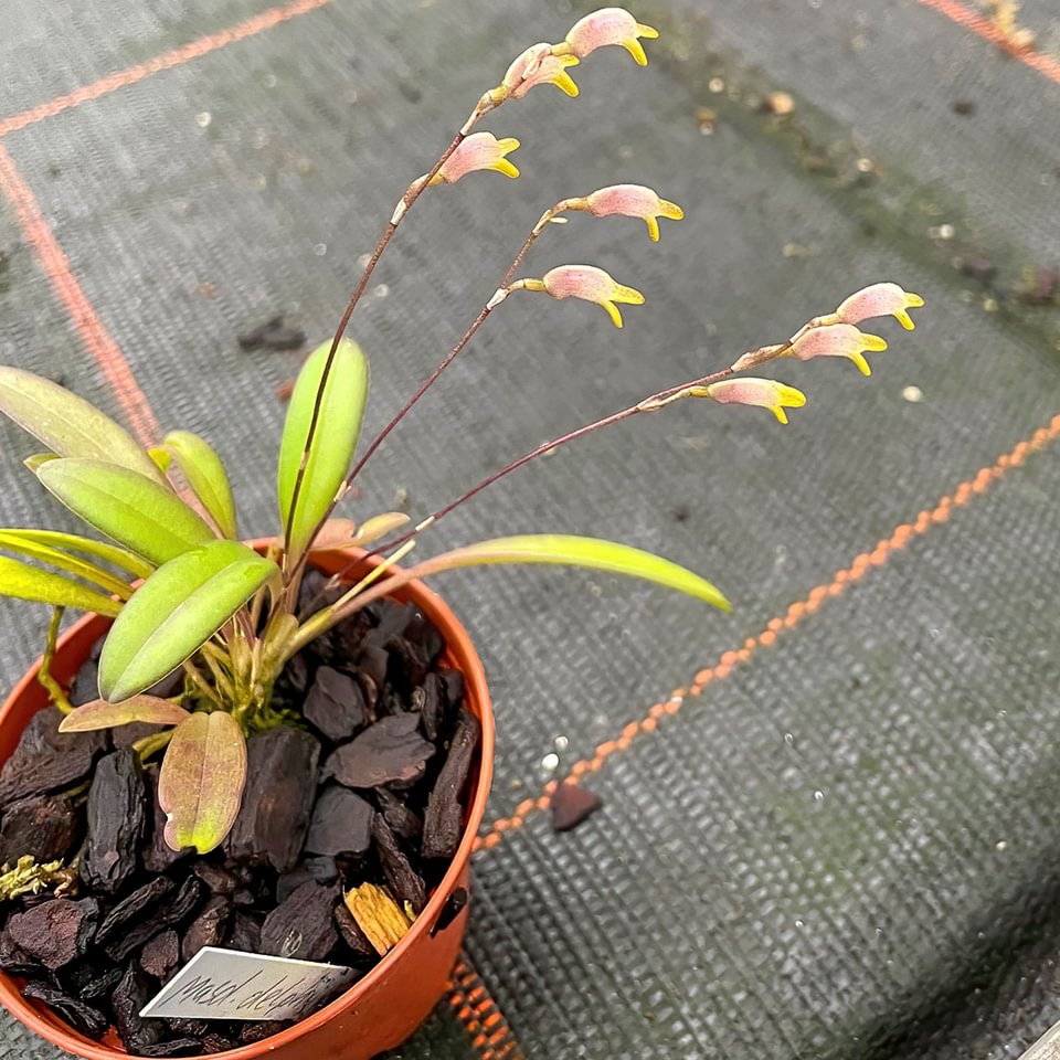 Masdevallia delphina