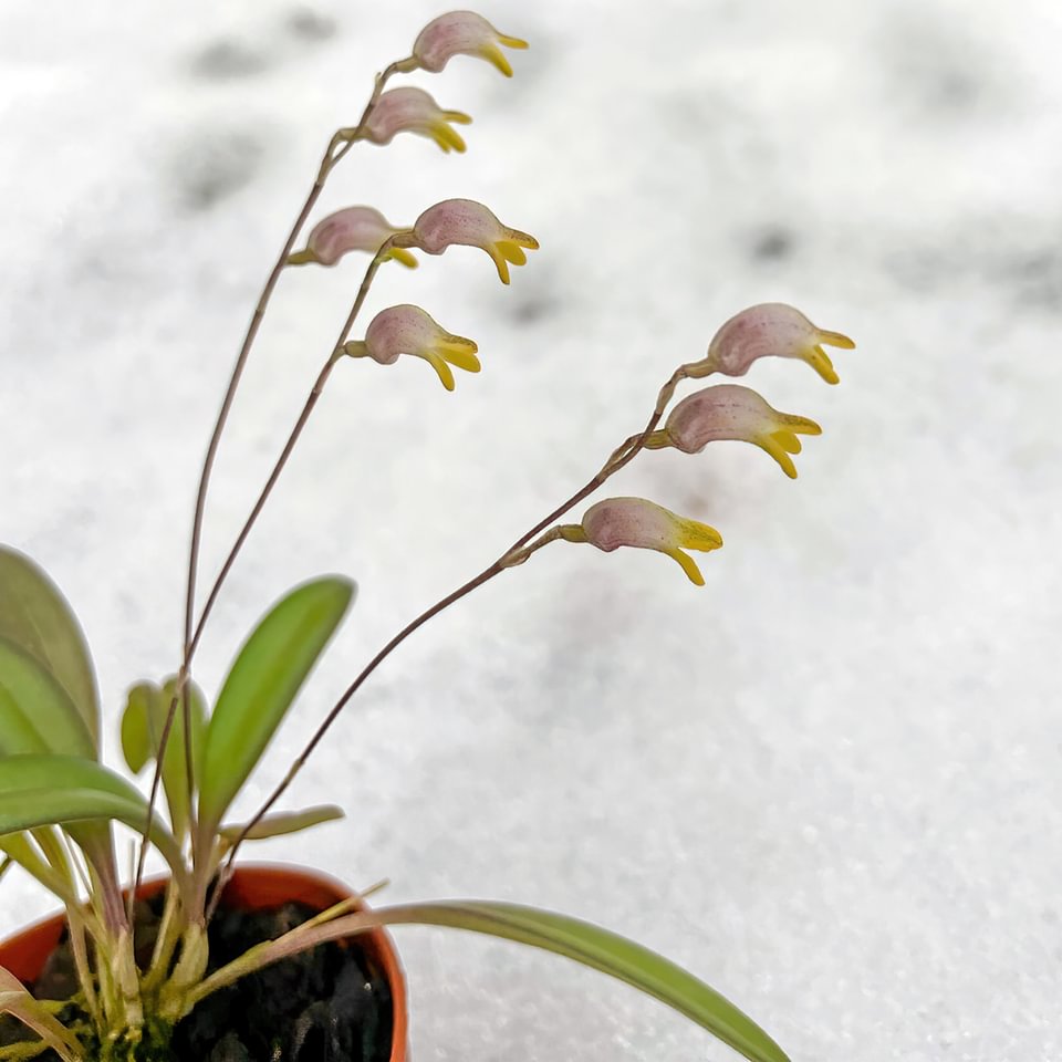 Masdevallia delphina
