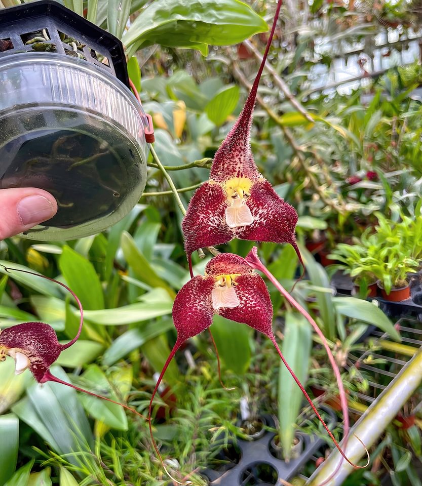 Dracula polyphemus red