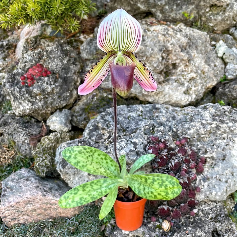 Paphiopedilum superbiens x callosum