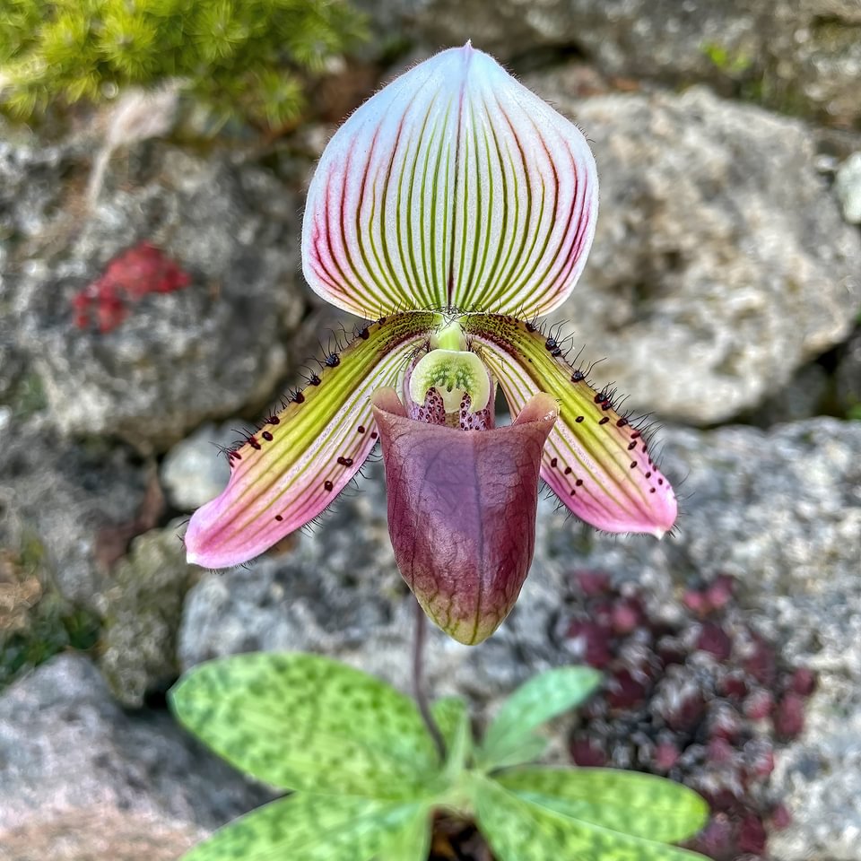 Paphiopedilum superbiens x callosum
