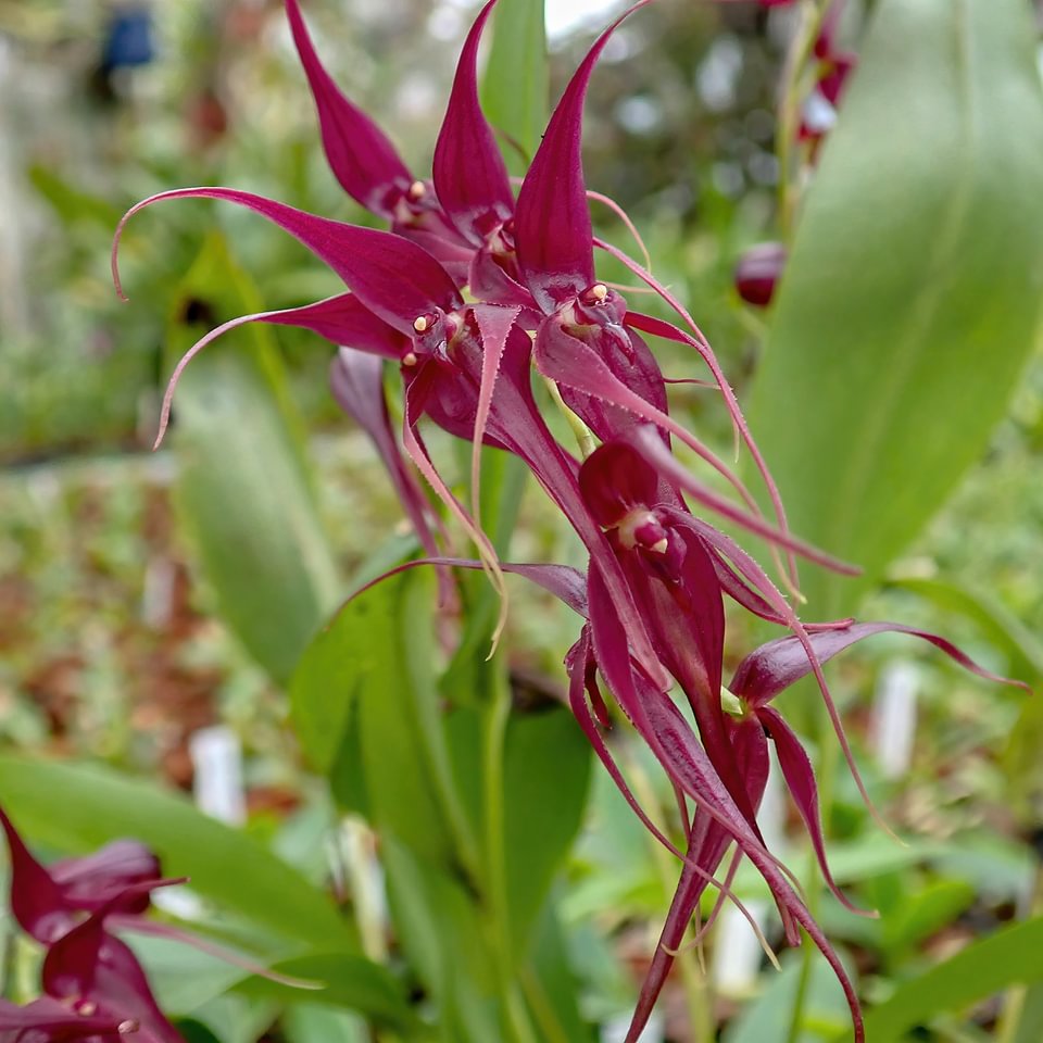 Pleurothallis phalangifera