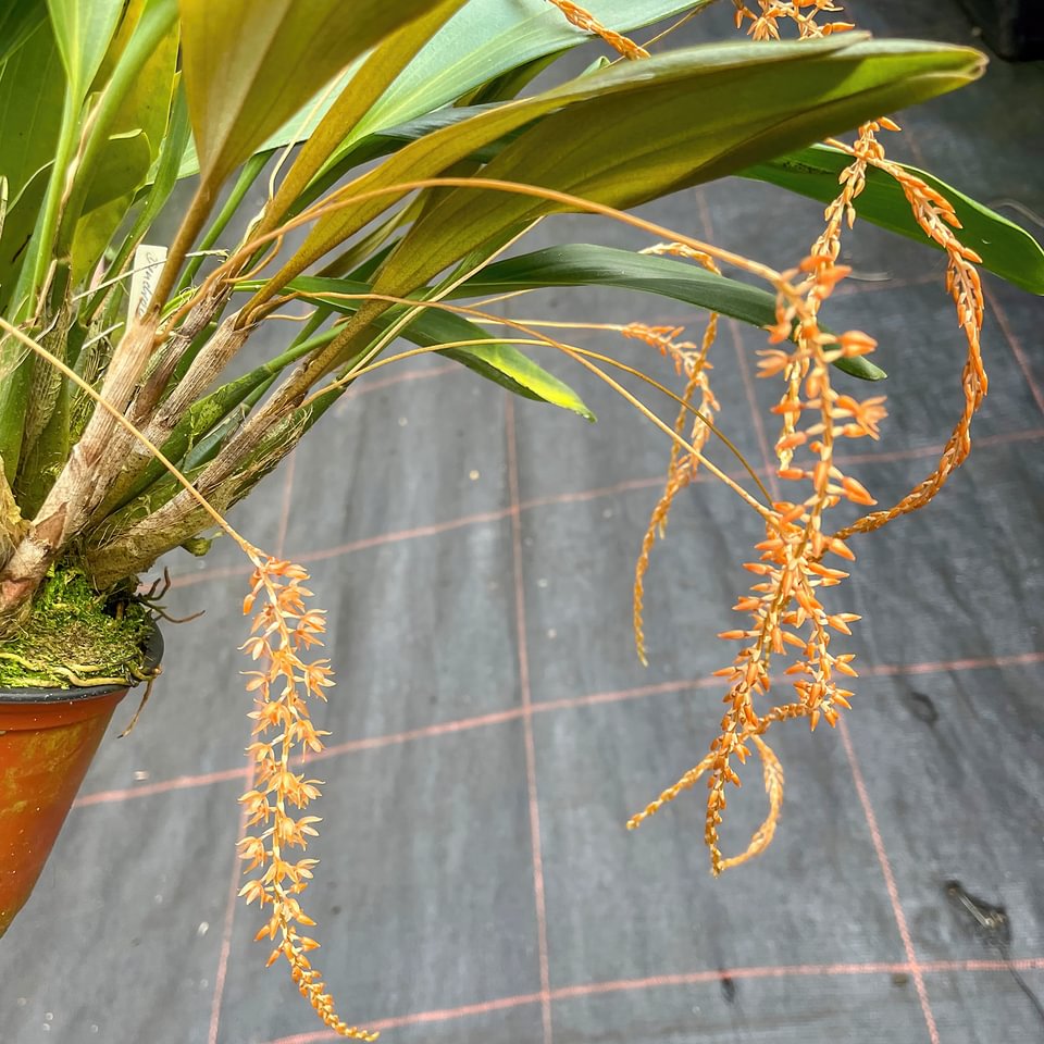 Dendrochilum graciliscapum