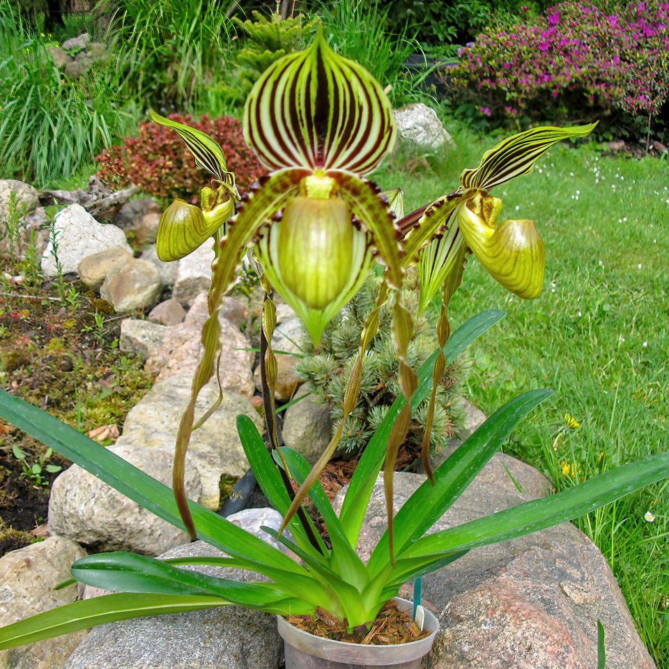 Paphiopedilum praestens var. striatum x sandereanum