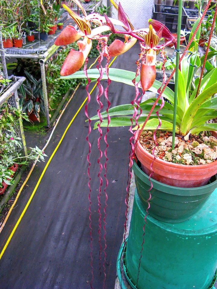 Paphiopedilum praestens var. striatum x sandereanum