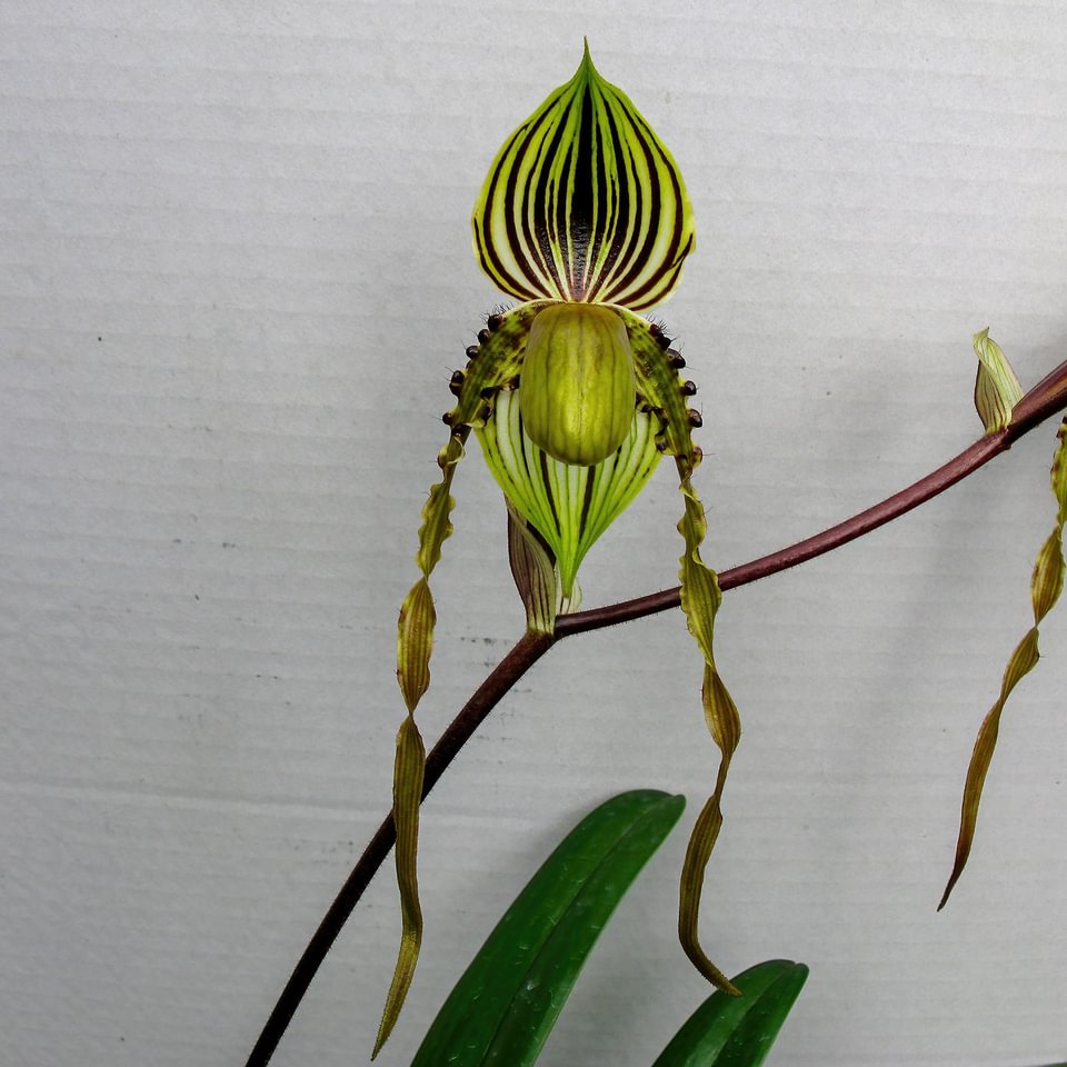 Paphiopedilum praestens var. striatum x sandereanum