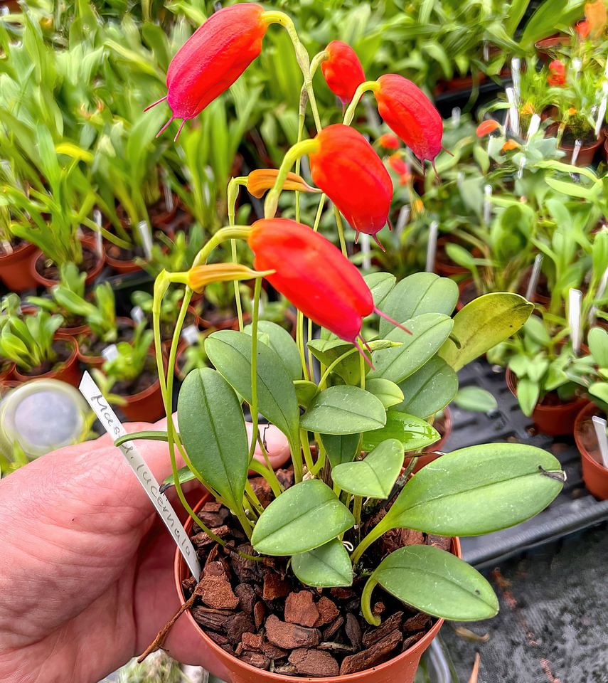 Masdevallia lucernula