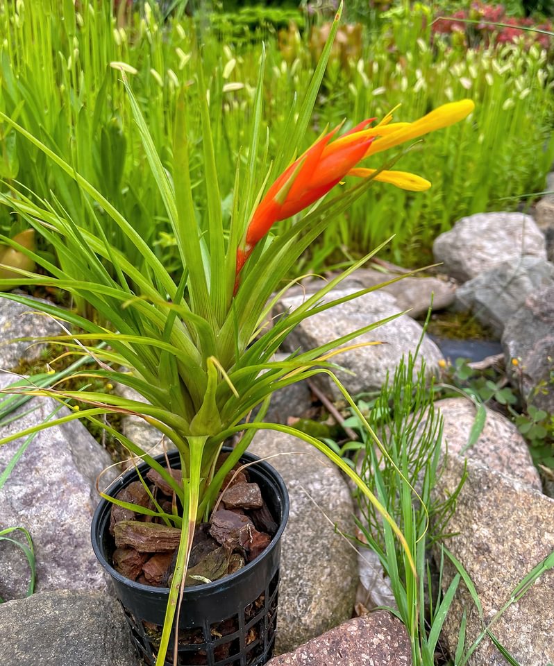 Guzmania angustifolia