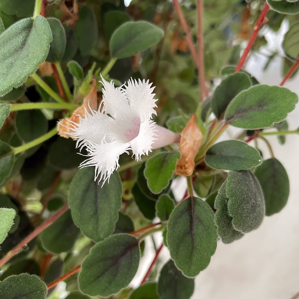 Alsobia (Episcia)dianthiflora Fam. Gesneriaceae,(keine Orchidee)