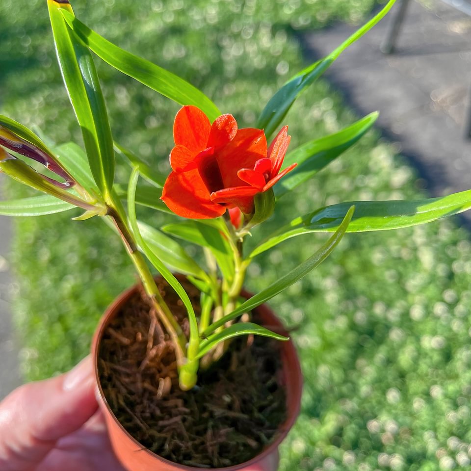 Dendrobium vexilarius
