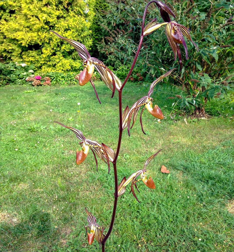 Paphiopedilum intaniae