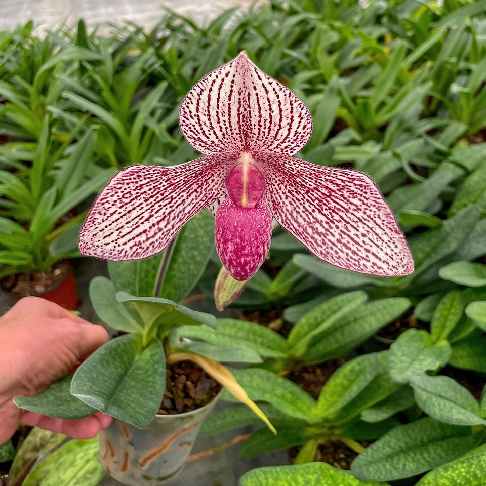 Paphiopedilum rothschildianum x P. Vanda Mc Pearman