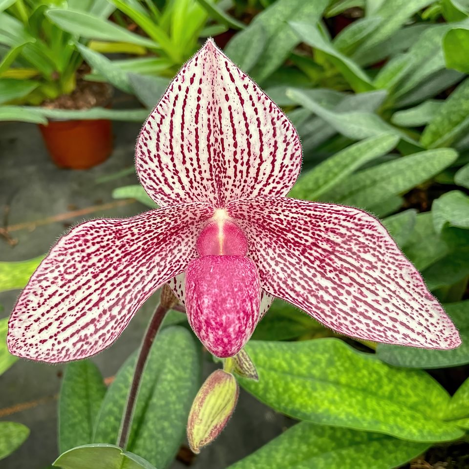 Paphiopedilum rothschildianum x P. Vanda Mc Pearman