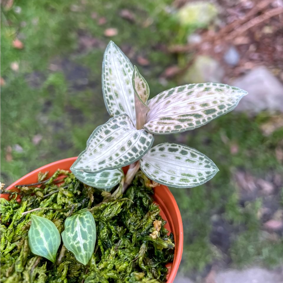 Goodyera schlechtendaliana 'Nishikiran Japan'