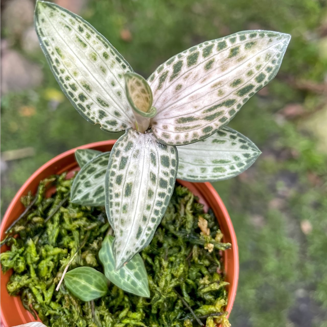 Goodyera schlechtendaliana 'Nishikiran Japan'