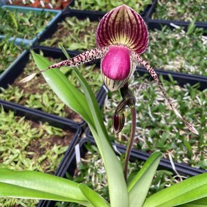 Paphiopedilum rothschildianum x Pinocchio