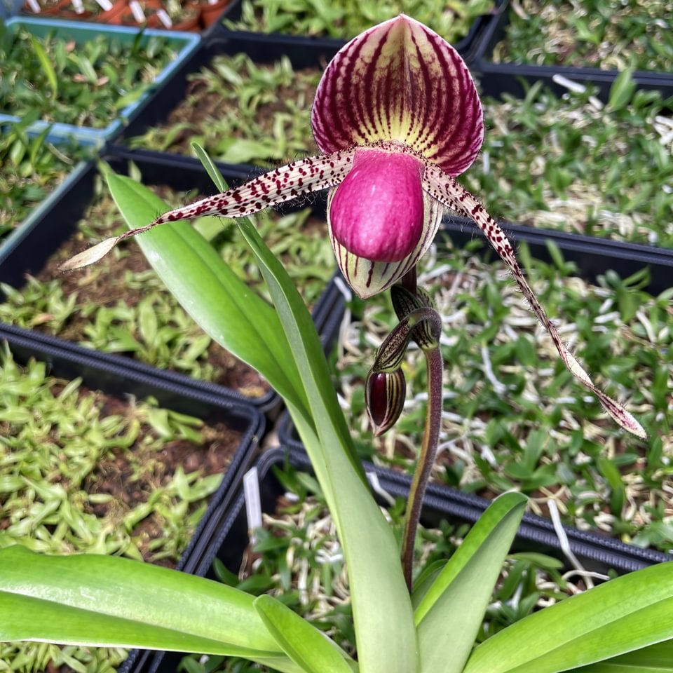 Paphiopedilum rothschildianum x Pinocchio