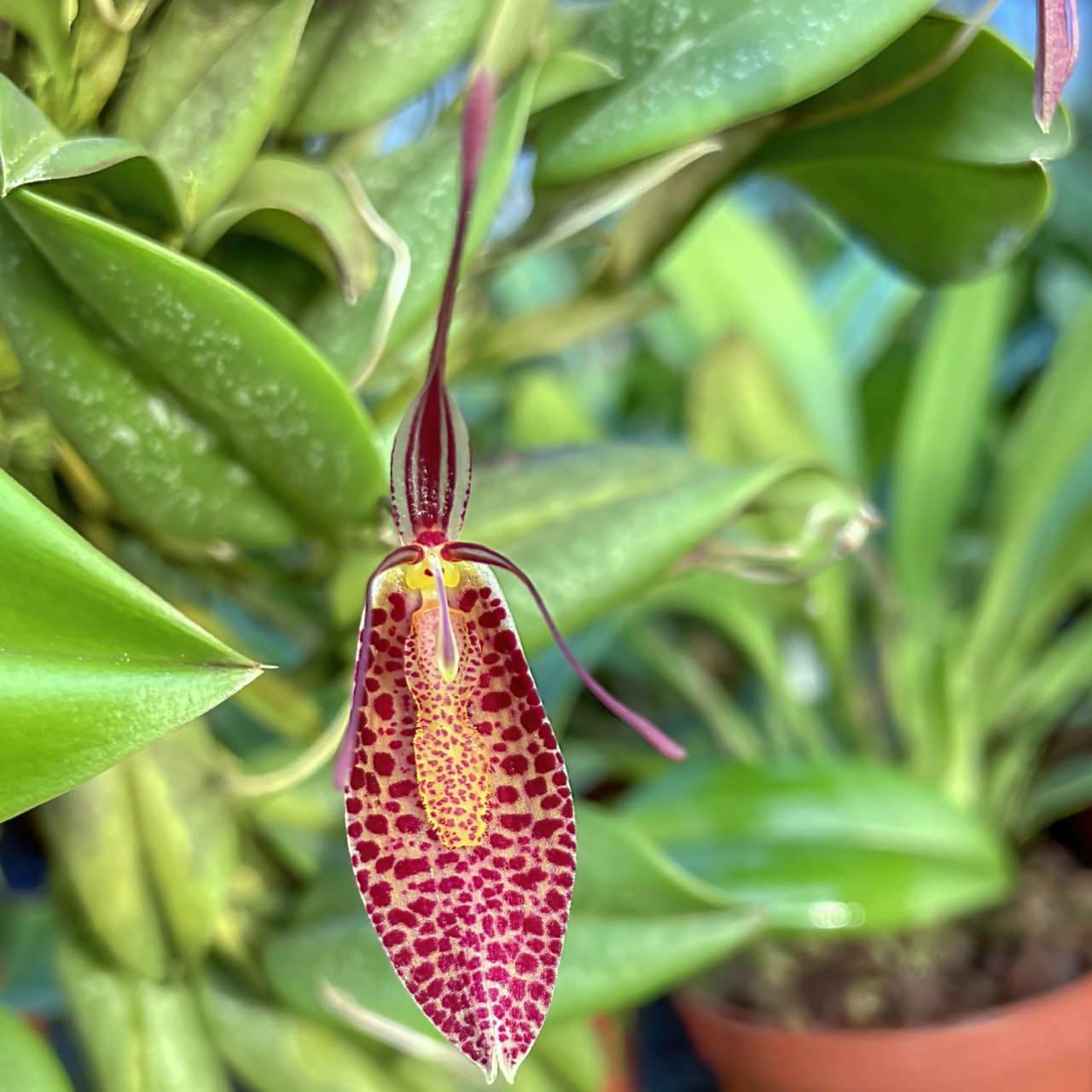 Restrepia guttulata