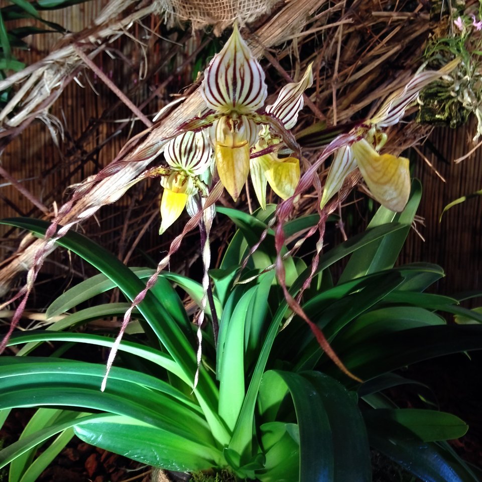 Paphiopedilum praestens var. striatum