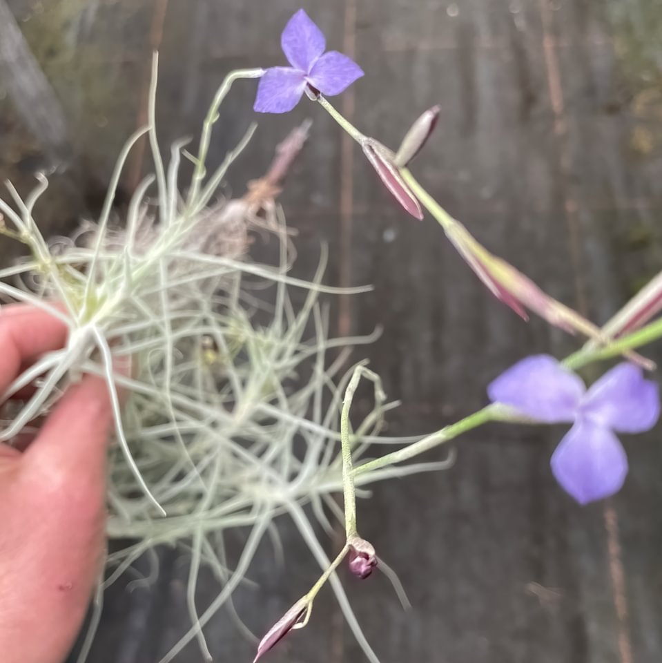 Tillandsia malemontii