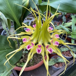 Bulbophyllum virescens
