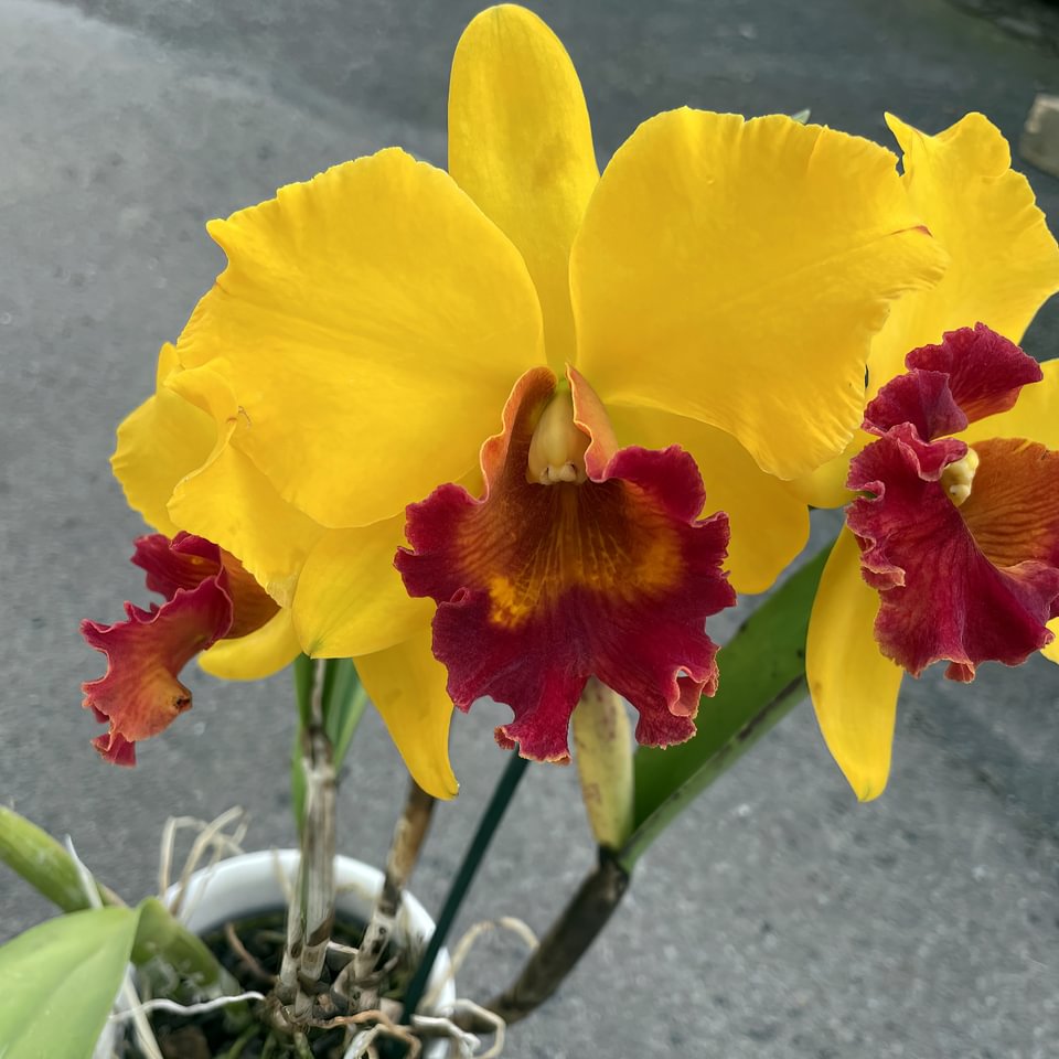 Rlc. Dresden  M